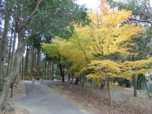 【上川町遊歩道公園今キレイな紅葉①】