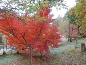 【上川町遊歩道公園今キレイな紅葉②】