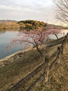 【早咲きの桜カワヅザクラ】