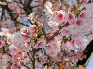 【中電力変電所の桜が満開に】