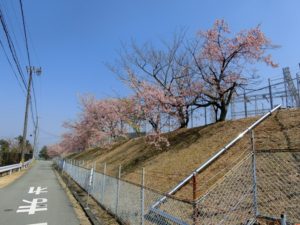 【中電力変電所の桜が満開に】