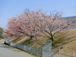 【中電力変電所の桜が満開に】