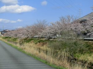 【間もなく満開の金剛川の桜】