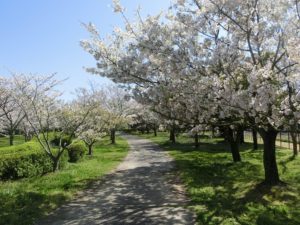 【この1週間が見ごろの高須町せせらぎ公園】