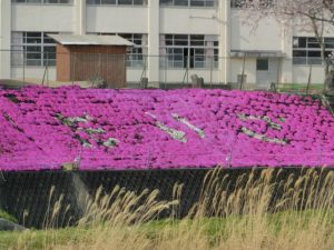 【芝桜が見ごろを迎えている第五小学校】