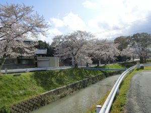 【間もなく満開の金剛川の桜】