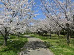 【この1週間が見ごろの高須町せせらぎ公園】