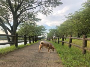 【休日ペットの集まる天啓公園】