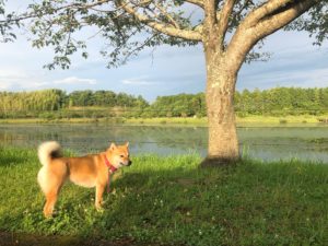 【休日ペットの集まる天啓公園】