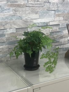 【事務所の植物が増えました】