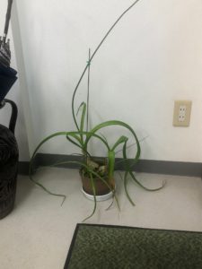 【事務所の植物が増えました】