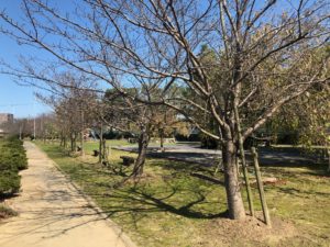 【春になれば桜がきれいな親水公園】