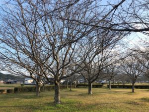 【春が待ち遠しい桜たち】