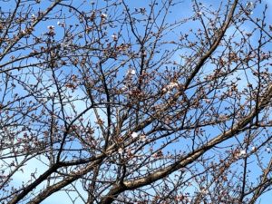 【まだ満開には少しかかりそうな金剛川沿いの桜】