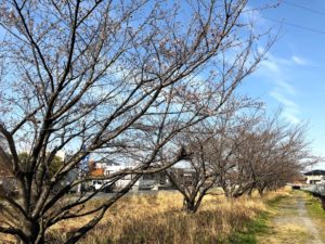 【まだ満開には少しかかりそうな金剛川沿いの桜】