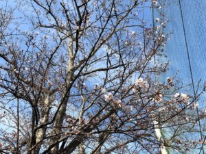 【もうすぐ満開になりそうな三重高校の桜】