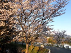 【多気町天啓公園の東側駐車場の桜②】