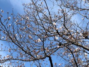 【もうすぐ満開になりそうな三重高校の桜】