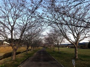 【多気町天啓公園桜のトンネル】