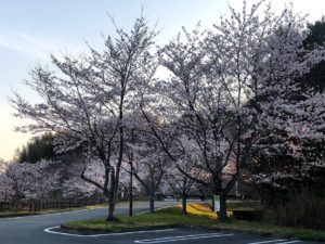 【多気町天啓公園の東側駐車場の桜①】