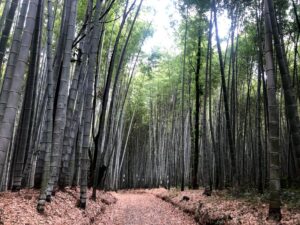 【松阪市ベルファーム近くにある竹林街道】