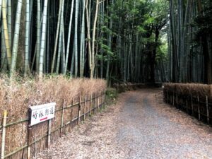 【松阪市ベルファーム近くにある竹林街道】