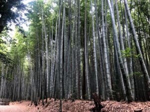 【松阪市ベルファーム近くにある竹林街道】