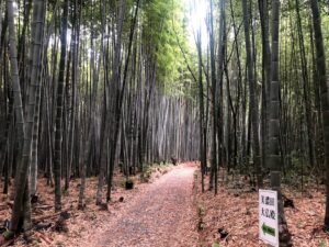 【松阪市ベルファーム近くにある竹林街道】