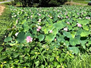 【光法池の大賀ハスが見ごろです】