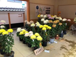 【市民菊花展の見事な菊たち】