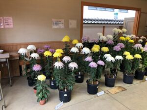 【市民菊花展の見事な菊たち】