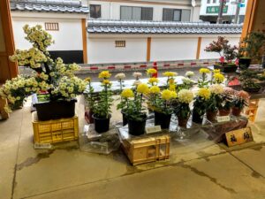 【市民菊花展の見事な菊たち】