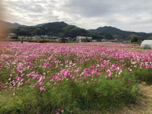 【多気町三疋田コスモス畑】