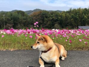 【多気町三疋田コスモス畑】