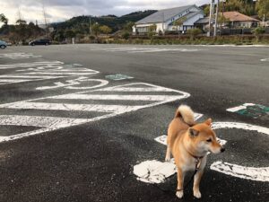 【のびのびパーク天啓大駐車場】