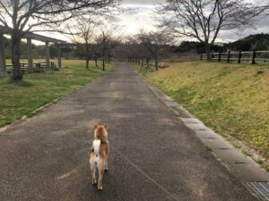 【のびのびパーク天啓桜トンネル】