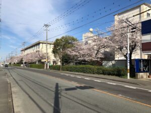 【2022三重高校桜が見頃です】