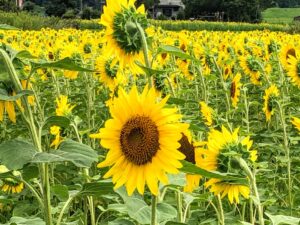 【多気町三疋田ひまわり畑】