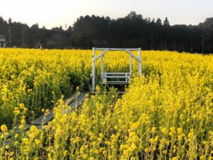 【アグリの菜の花畑】