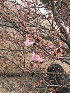 【天啓公園河津桜2023】