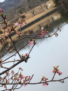 【天啓公園河津桜2023】