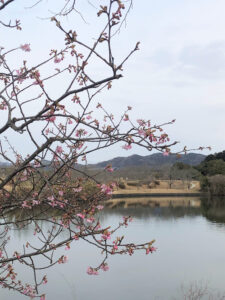 【天啓公園河津桜2023】