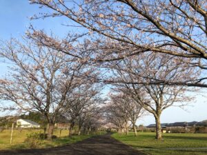 【のびのびパーク天啓桜2023満開】