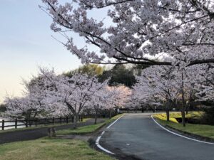 【のびのびパーク天啓桜2023満開】