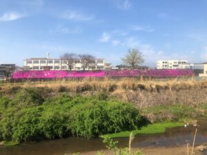 【第五小学校芝桜2023】