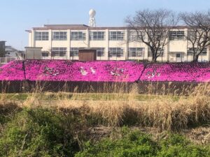 【第五小学校芝桜2023】