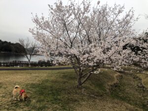 【天啓公園2023年さくら状況】