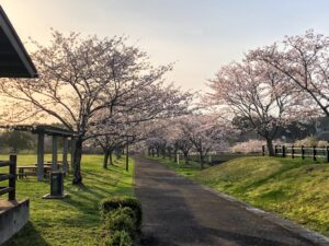 【のびのびパーク天啓桜2023満開】