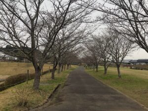 【天啓公園2023年さくら状況】