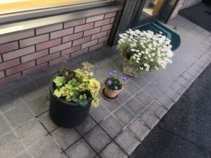 【事務所前の花】